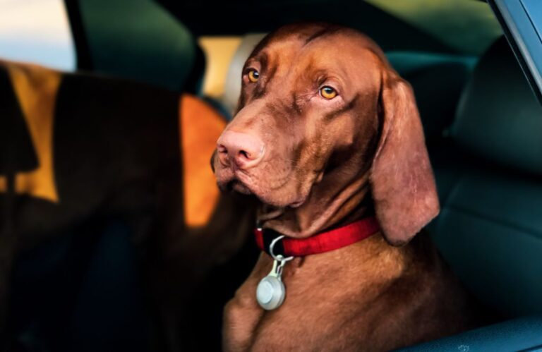 Este-verano-viaja-con-tu-mascota-de-forma-segura